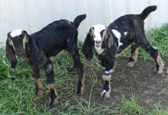 Bentley and Brittney, 03/26/12